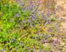 Western Vervain Seeds (Verbena lasiostachys) - Northwest Meadowscapes