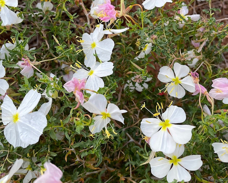 White Evening Primrose Seeds (Oenothera pallida) - Northwest Meadowscapes