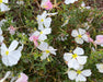 White Evening Primrose Seeds (Oenothera pallida) - Northwest Meadowscapes