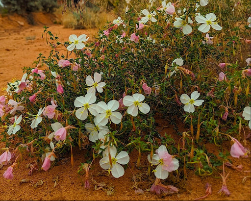White Evening Primrose Seeds (Oenothera pallida) - Northwest Meadowscapes