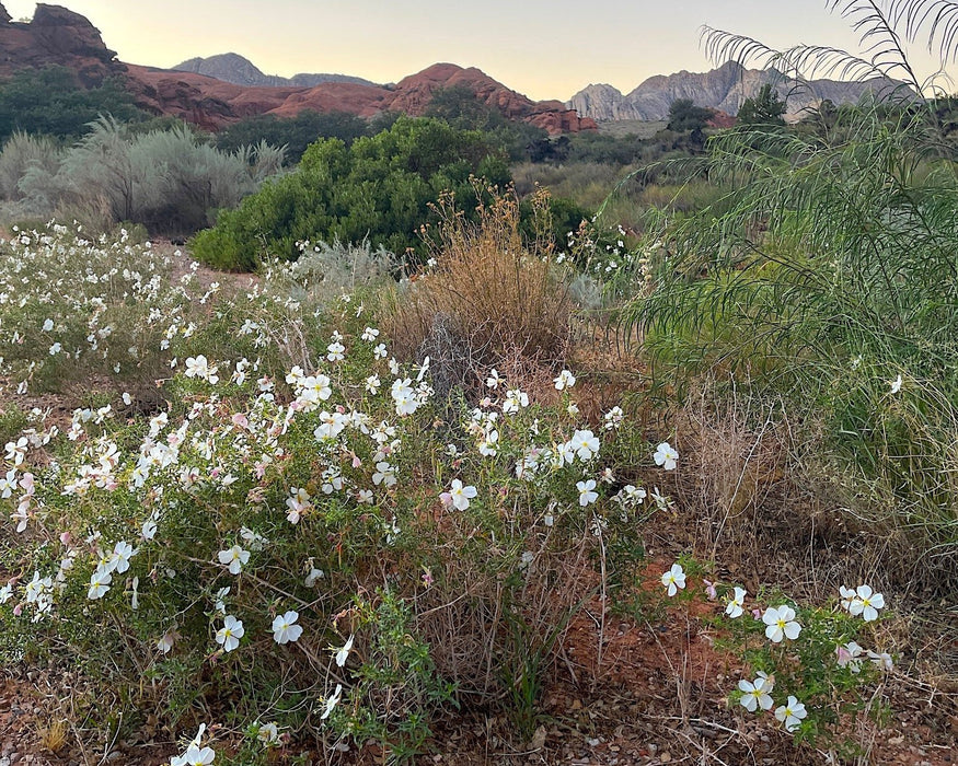 White Evening Primrose Seeds (Oenothera pallida) - Northwest Meadowscapes