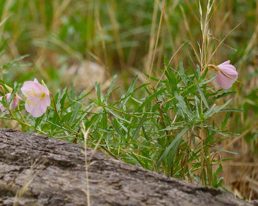 White Evening Primrose Seeds (Oenothera pallida) - Northwest Meadowscapes