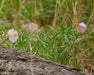 White Evening Primrose Seeds (Oenothera pallida) - Northwest Meadowscapes