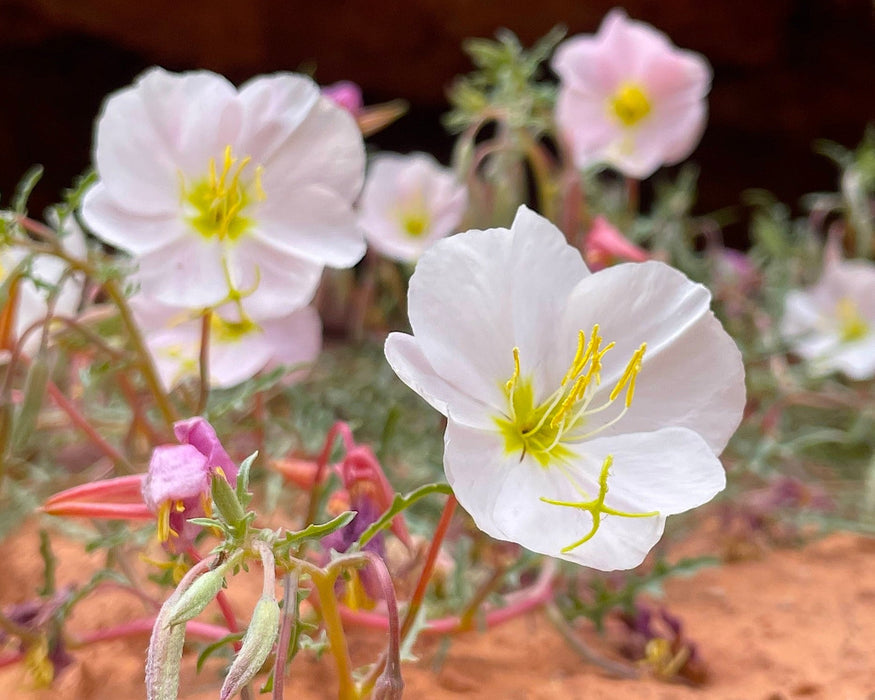 White Evening Primrose Seeds (Oenothera pallida) - Northwest Meadowscapes