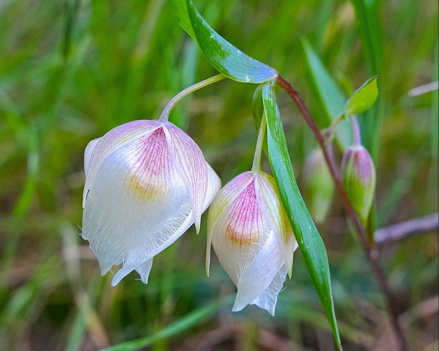 White Fairy Lantern Seeds (Calochortus albus) — Northwest Meadowscapes