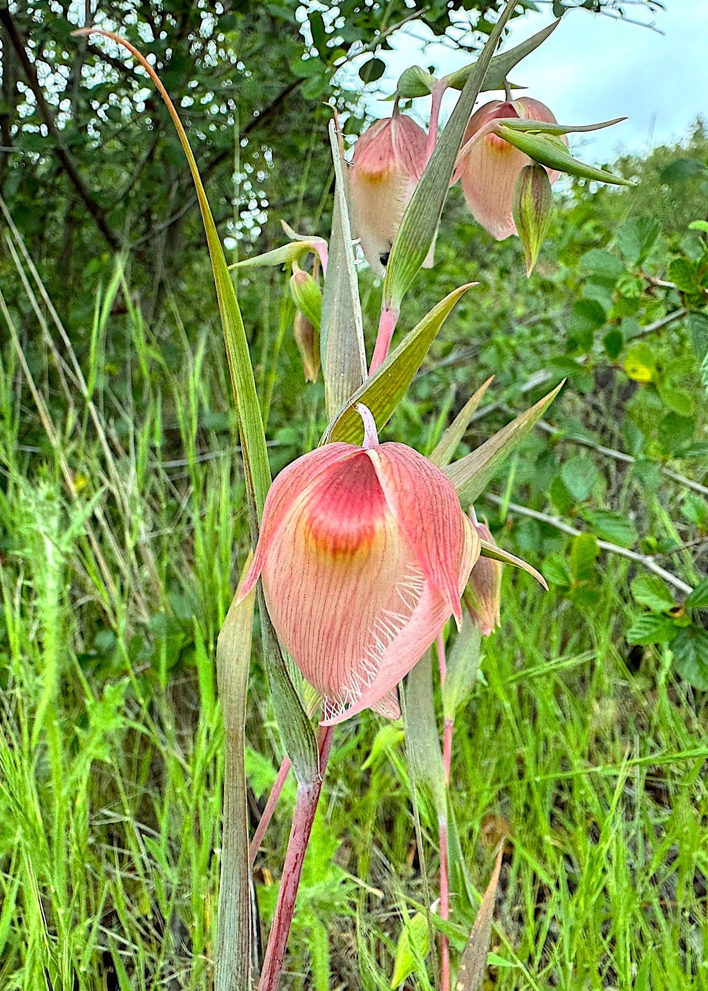 White Fairy Lantern Seeds (Calochortus albus) — Northwest Meadowscapes