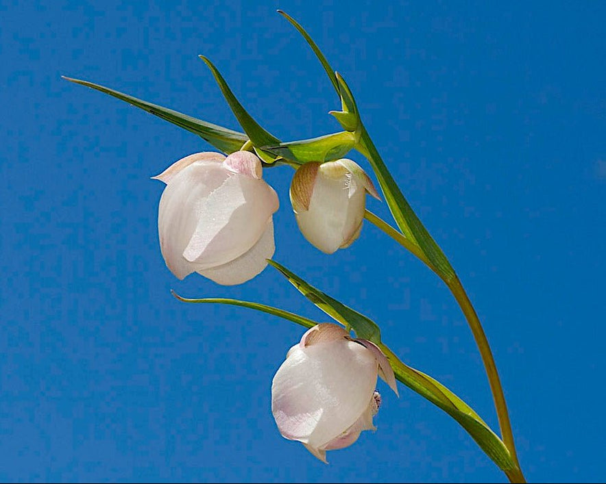 White Fairy Lantern Seeds (Calochortus albus) — Northwest Meadowscapes