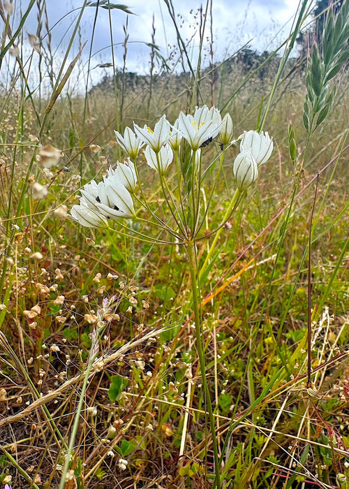 Wild Hyacinth Bulbs (Triteleia hyacinthina) - (20 Ct.) Pre - Order for Nov 2026 Shipping - Northwest Meadowscapes