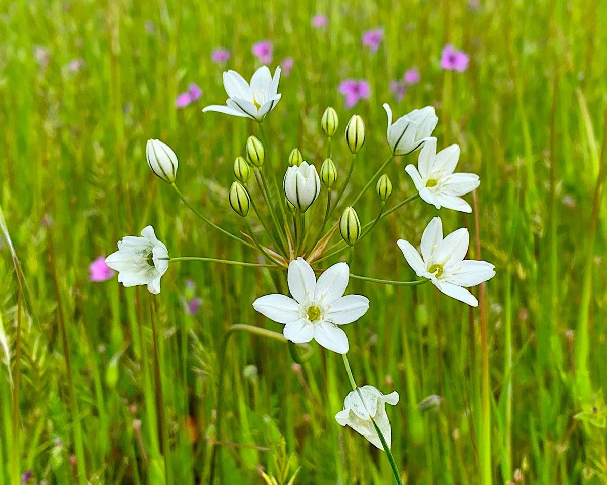 水蓮の花びら FtV From the Vault foil 水蓮の花びら FtV From the
