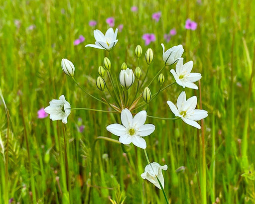 Wild Hyacinth Bulbs (Triteleia hyacinthina) - (20 Ct.) Pre - Order for Nov 2026 Shipping - Northwest Meadowscapes