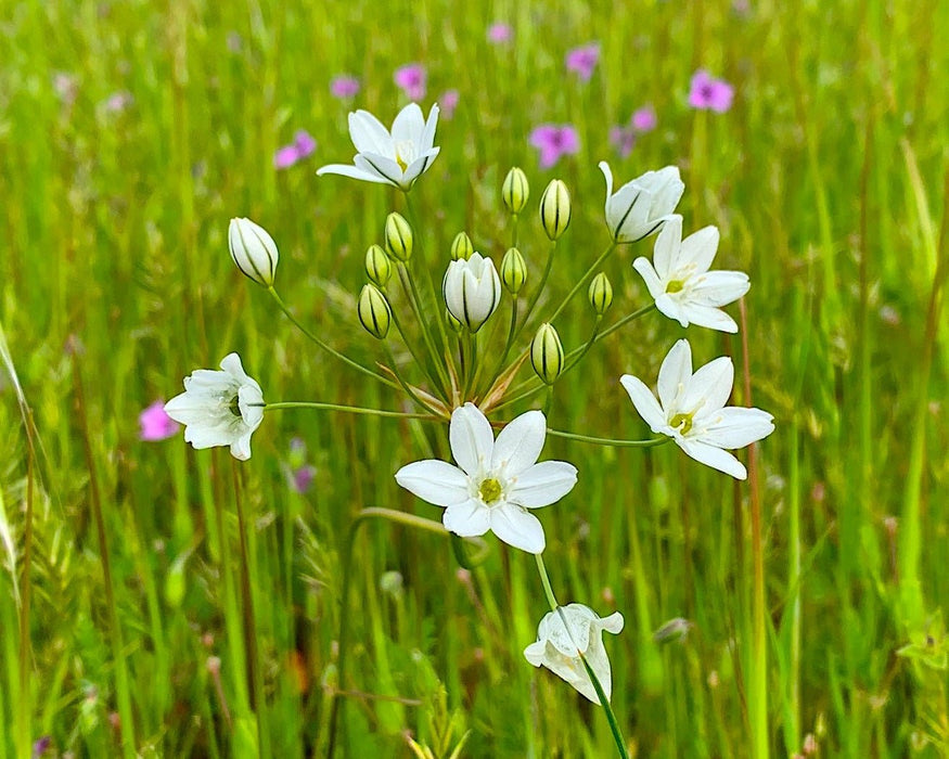 Wild Hyacinth Bulbs (Triteleia hyacinthina) - (20 Ct.) Pre - Order for Nov 2026 Shipping - Northwest Meadowscapes