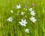 Wild Hyacinth Bulbs (Triteleia hyacinthina) - (20 Ct.) Pre - Order for Nov 2026 Shipping - Northwest Meadowscapes