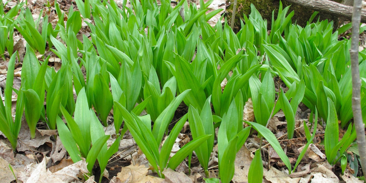 ramp plant seeds Wild Leek (Ramps) Seed (Allium tricoccum)