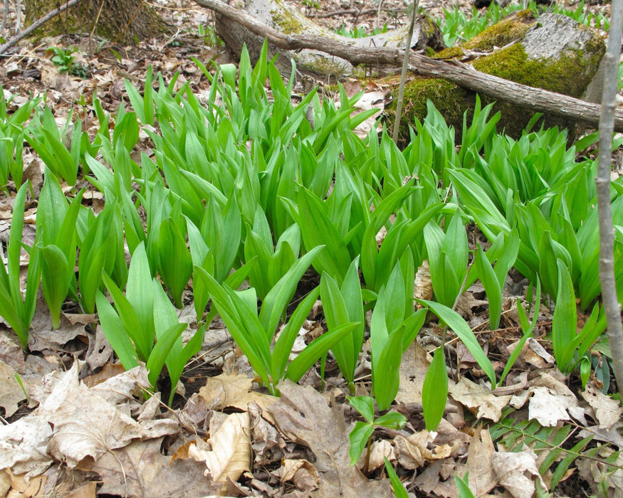 Wild Leek (Ramps) Seed (Allium tricoccum) - Northwest Meadowscapes