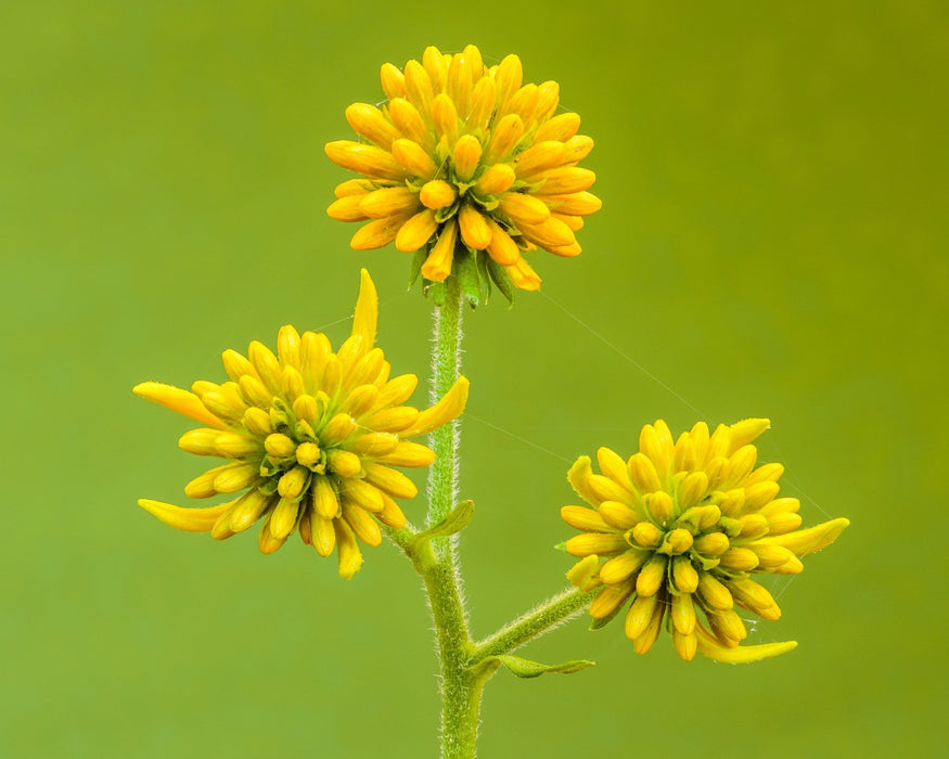 Wingstem (Golden Honey Plant) Seeds (Verbesina alternifolia) - Northwest Meadowscapes