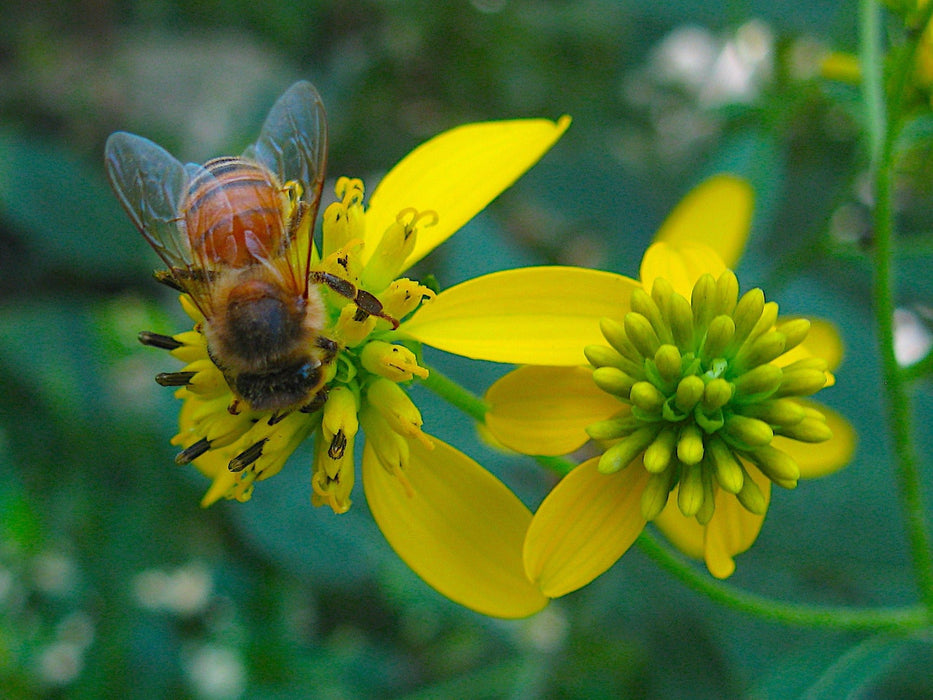 Wingstem (Golden Honey Plant) Seeds (Verbesina alternifolia) - Northwest Meadowscapes