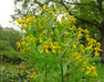 Wingstem (Golden Honey Plant) Seeds (Verbesina alternifolia) - Northwest Meadowscapes