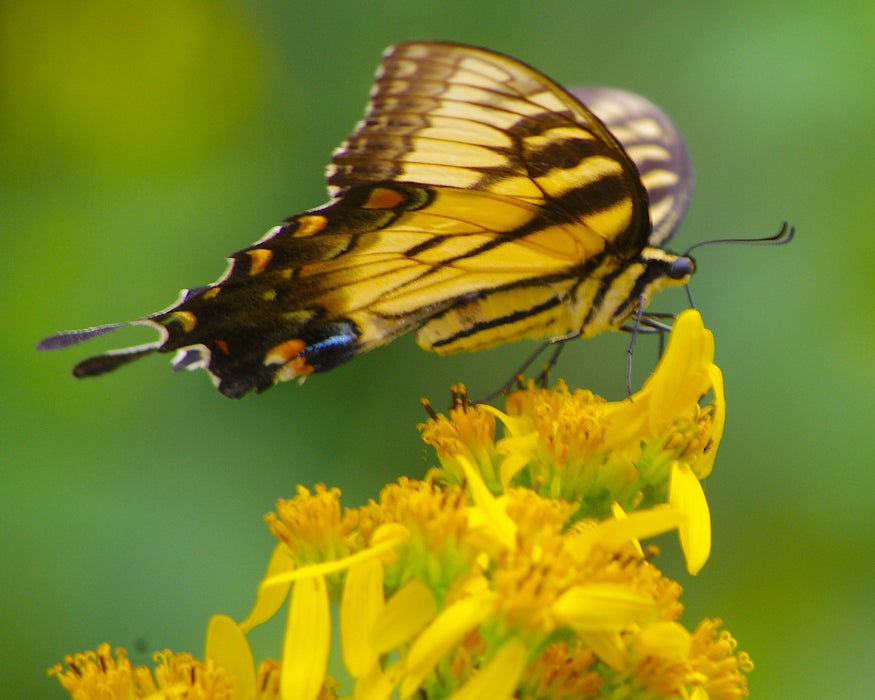 Wingstem (Golden Honey Plant) Seeds (Verbesina alternifolia) - Northwest Meadowscapes