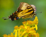 Wingstem (Golden Honey Plant) Seeds (Verbesina alternifolia) - Northwest Meadowscapes