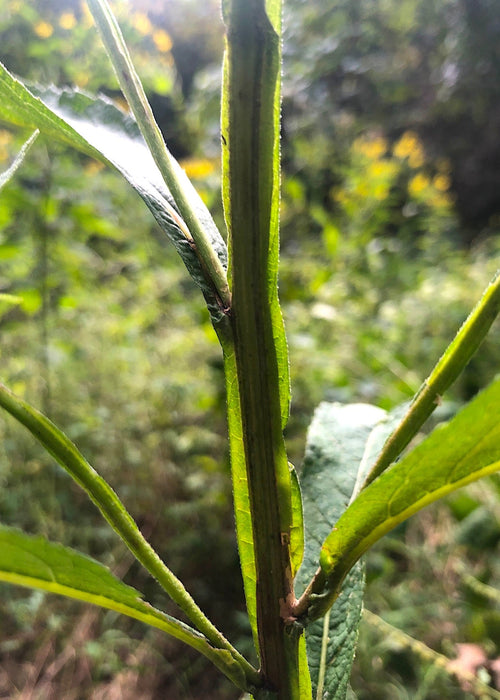 Wingstem (Golden Honey Plant) Seeds (Verbesina alternifolia) - Northwest Meadowscapes