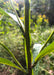 Wingstem (Golden Honey Plant) Seeds (Verbesina alternifolia) - Northwest Meadowscapes
