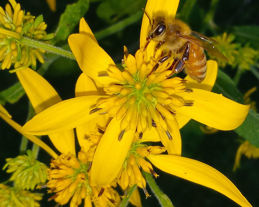 Wingstem (Golden Honey Plant) Seeds (Verbesina alternifolia) - Northwest Meadowscapes