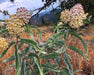 Woolly Pod Milkweed Seeds (Asclepias eriocarpa) - Northwest Meadowscapes