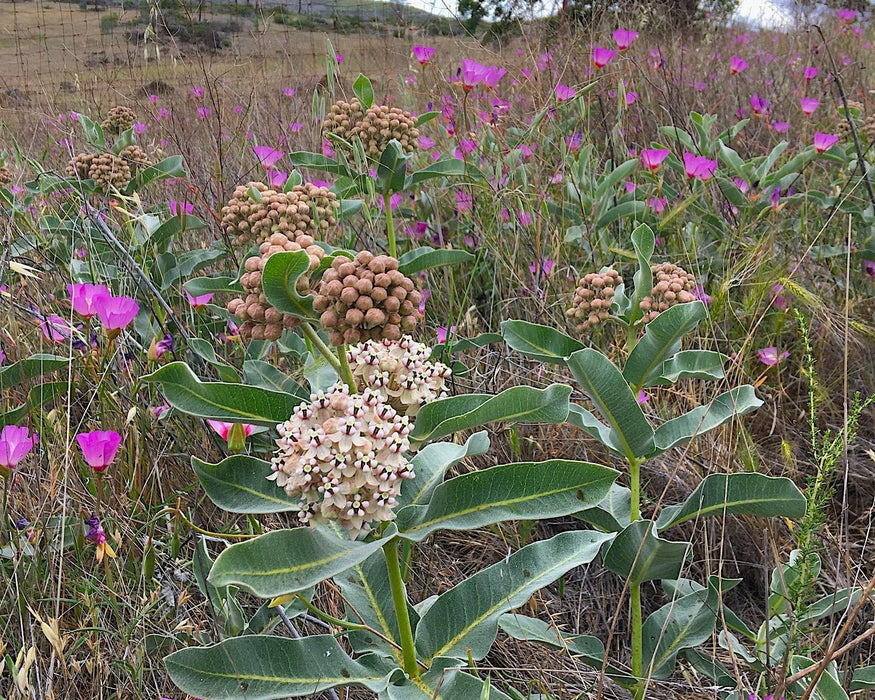 Woolly Pod Milkweed Seeds (Asclepias eriocarpa) - Northwest Meadowscapes
