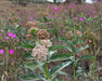 Woolly Pod Milkweed Seeds (Asclepias eriocarpa) - Northwest Meadowscapes