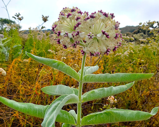 Woolly Pod Milkweed Seeds (Asclepias eriocarpa) - Northwest Meadowscapes