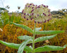 Woolly Pod Milkweed Seeds (Asclepias eriocarpa) - Northwest Meadowscapes