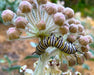 Woolly Pod Milkweed Seeds (Asclepias eriocarpa) - Northwest Meadowscapes