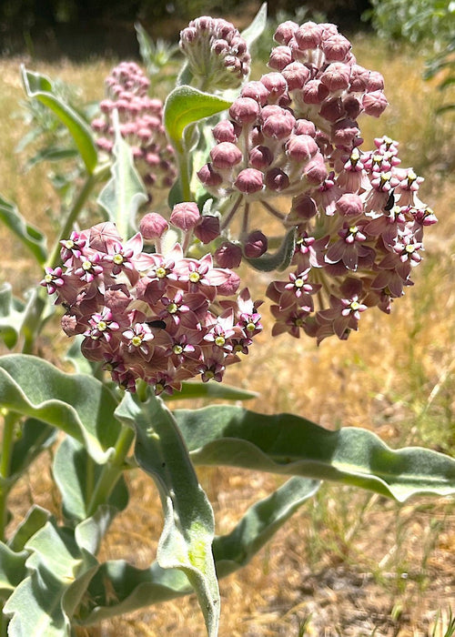 Woolly Pod Milkweed Seeds (Asclepias eriocarpa) - Northwest Meadowscapes