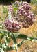 Woolly Pod Milkweed Seeds (Asclepias eriocarpa) - Northwest Meadowscapes