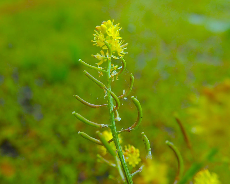 Curvepod Yellowcress Seeds (Rorippa curvisiliqua)