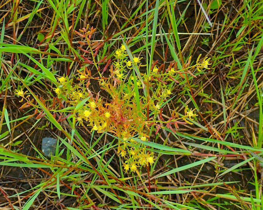 Curvepod Yellowcress Seeds (Rorippa curvisiliqua)