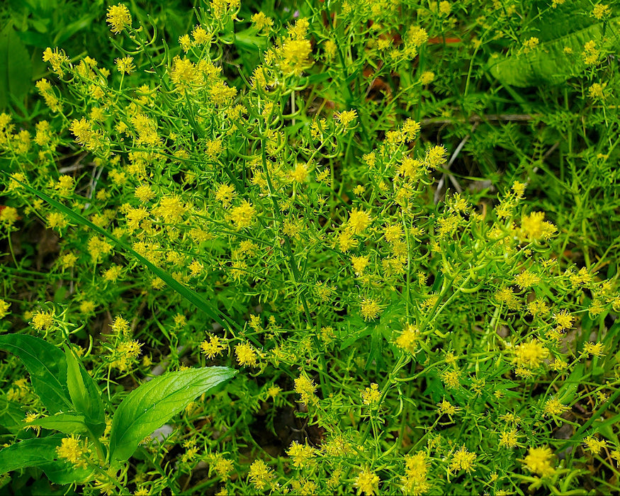 Curvepod Yellowcress Seeds (Rorippa curvisiliqua)