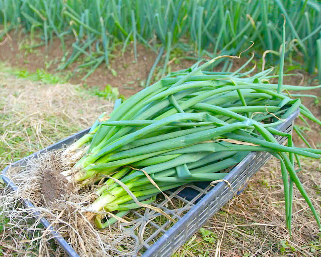 Yusaki Nebuka Bunching Onion (結崎ネブカ) — Northwest Meadowscapes