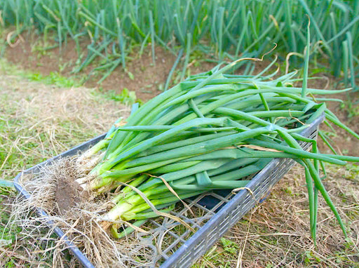 Yusaki Nebuka Bunching Onion (結崎ネブカ) - Northwest Meadowscapes