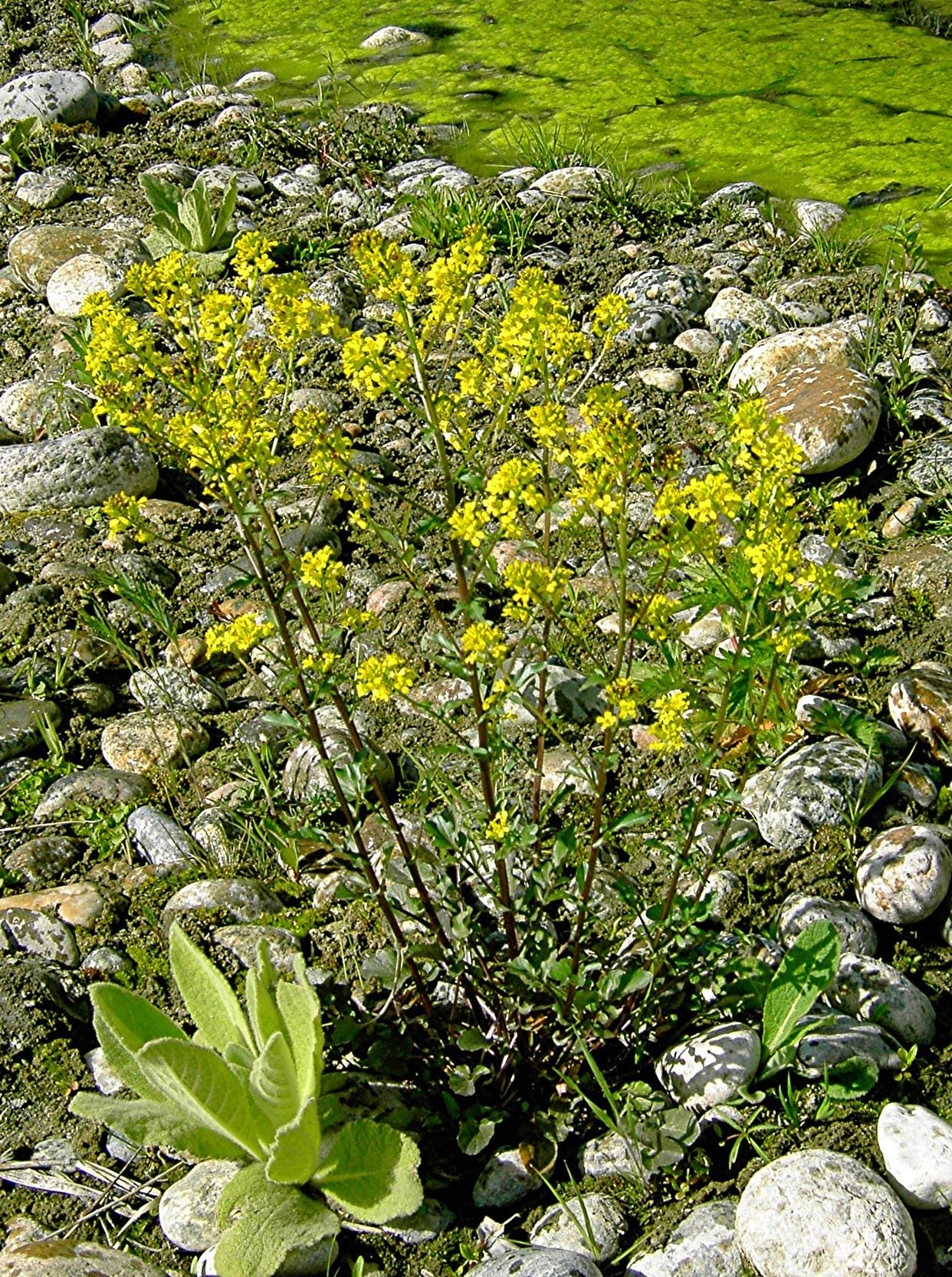 American Yellow Rocket Seeds (Barbarea orthoceras) — Northwest Meadowscapes