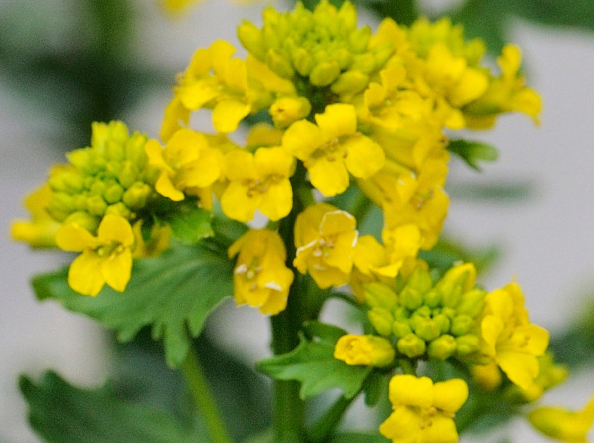 American Yellow Rocket Seeds (barbarea Orthoceras) — Northwest Meadowscapes