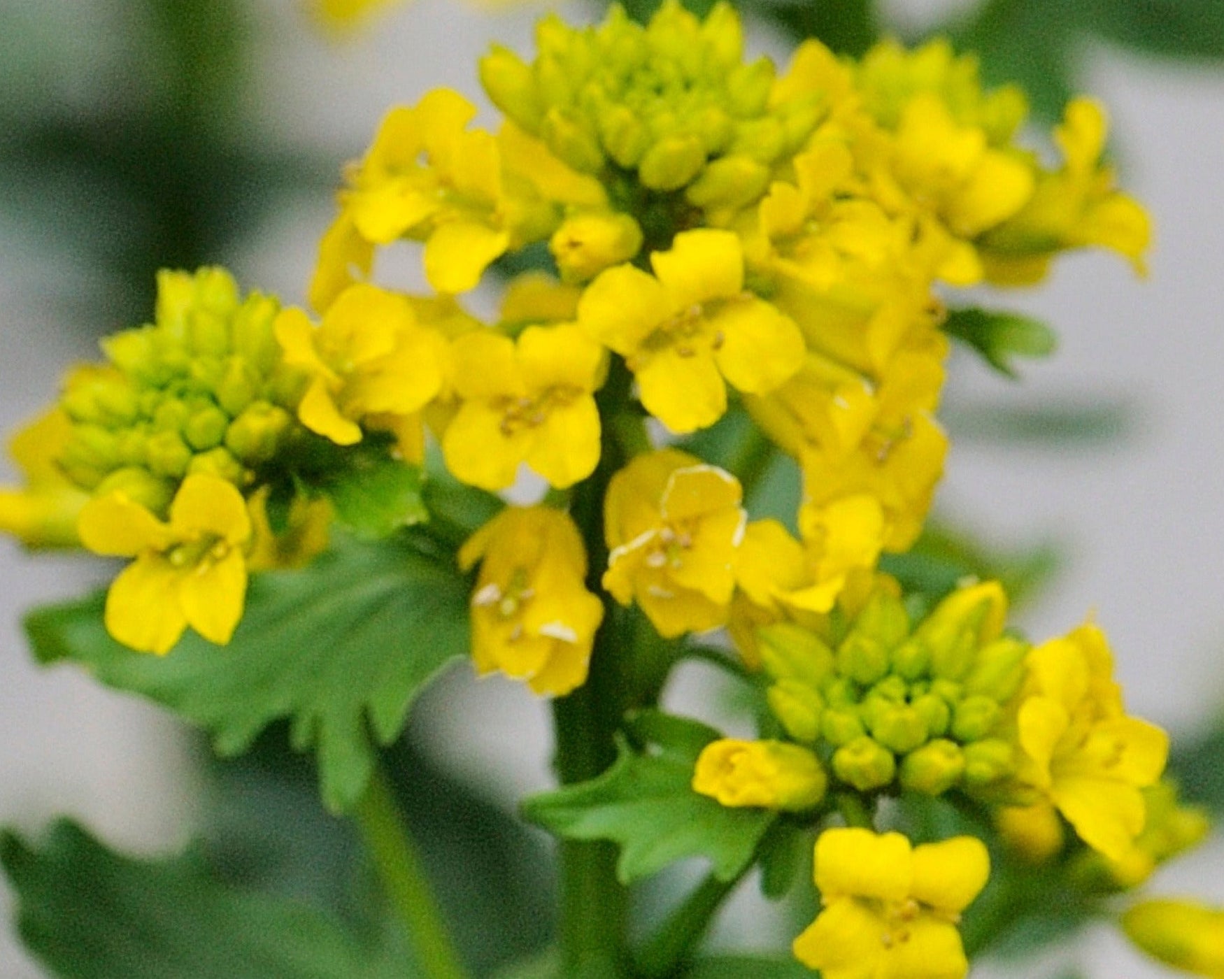 American Yellow Rocket Seeds (Barbarea orthoceras) — Northwest Meadowscapes
