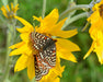 Arrowleaf Balsamroot Seeds (Balsamorhiza sagittata) - Northwest Meadowscapes