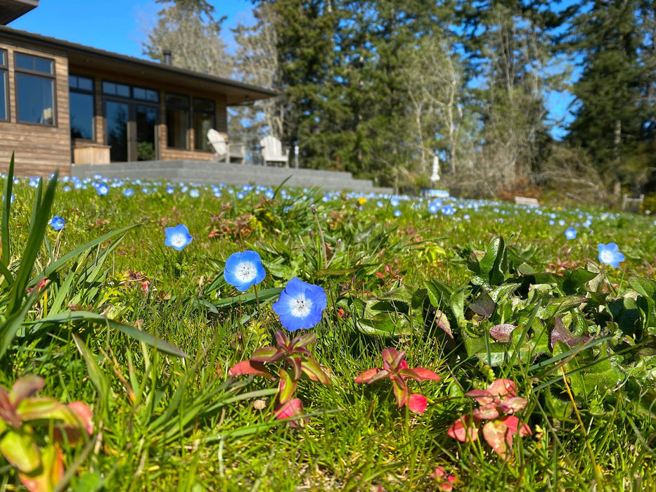nemophila flower seeds Baby Blue Eyes Seeds (Nemophilia menziesii)