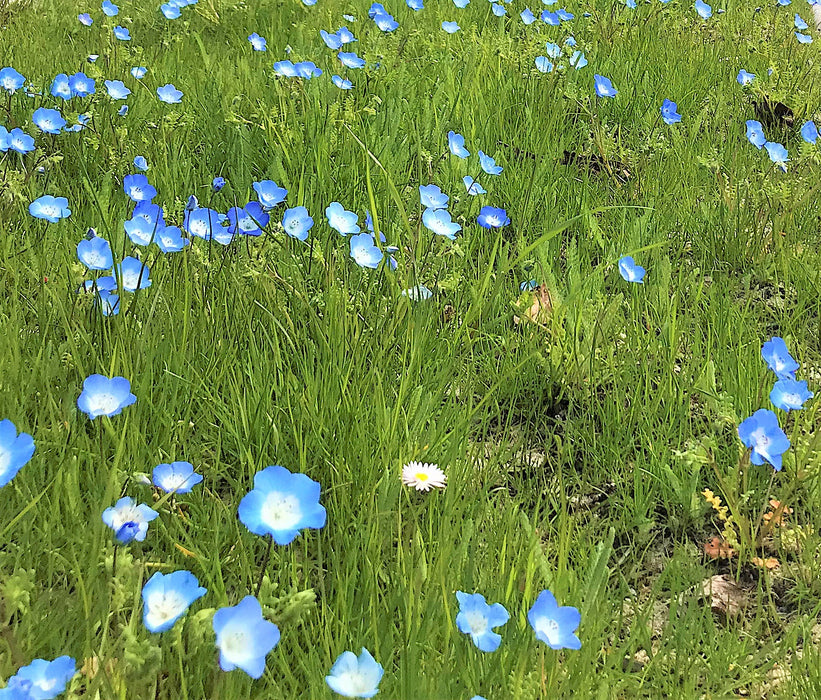 Baby Blue Eyes Seeds (Nemophila menziesii) – Large Pack - Northwest Meadowscapes