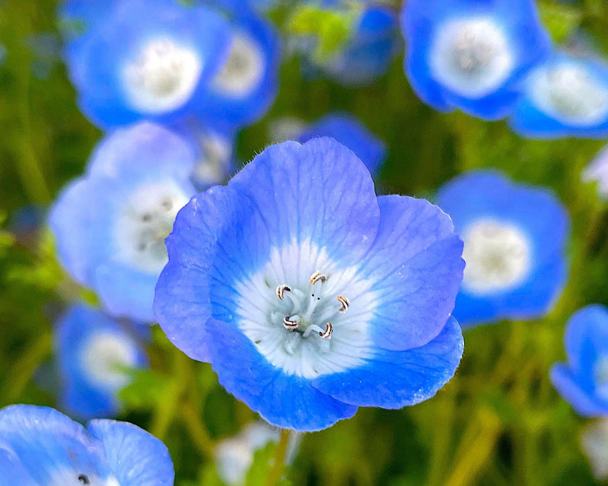 large flower seeds Baby Blue Eyes Seeds (Nemophila menziesii) – Large Pack
