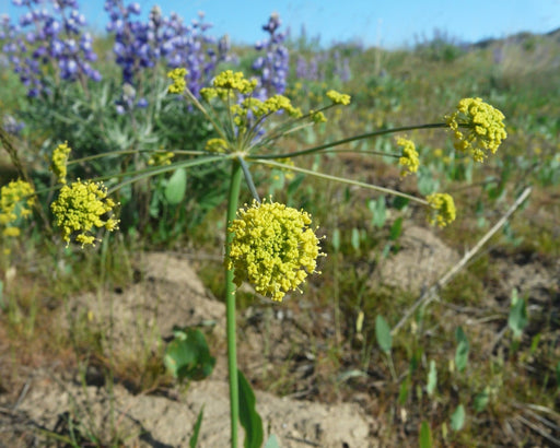 Barestem Biscuitroot Seeds (Lomatium nudicaule) - Northwest Meadowscapes