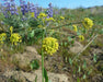 Barestem Biscuitroot Seeds (Lomatium nudicaule) - Northwest Meadowscapes