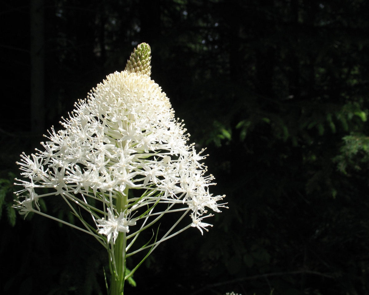 Beargrass Seeds (Xerophyllum tenax) — Northwest Meadowscapes