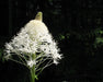 Beargrass Seeds (Xerophyllum tenax) - Northwest Meadowscapes